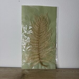 16" Dried Natural Fern Leaf in Bag, Cream (5 Pieces) Foliage Decor Vase Filler